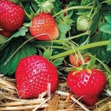 Strawberry Plants